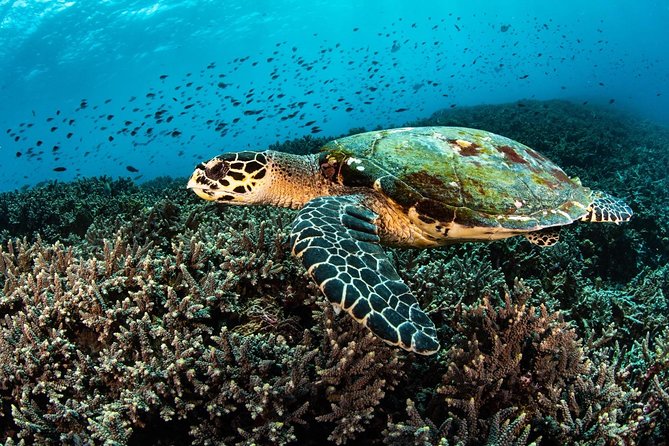 2 Days Discover Scuba Diving in Nusa Lembongan - Scuba Initiation - What you get for the $151.01: value check