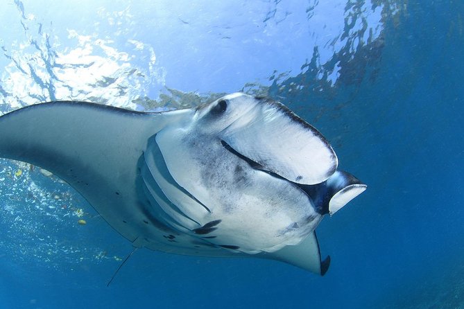 5 Fun Dives in Nusa Lembongan (for certified divers) - Swim with a Mola Mola - Lembongan and Penida: why this area is made for big underwater sightings