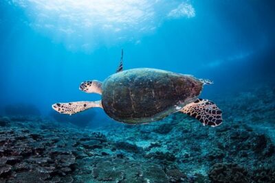 5 Fun Dives in Nusa Lembongan (for certified divers) - Swim with a Mola Mola - Your five stops: Crystal Bay to Jungut Batu Beach