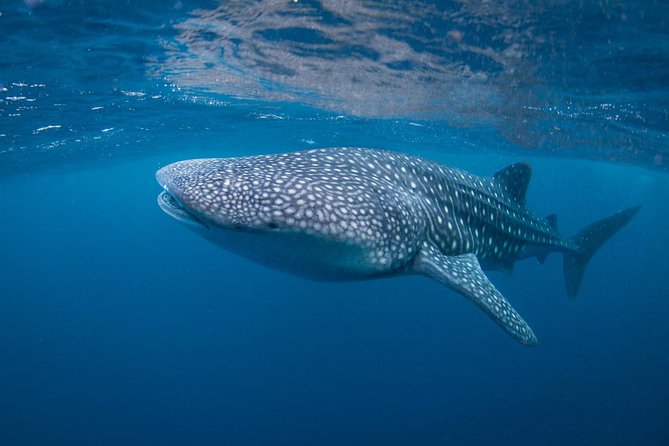 5 Fun Dives in Nusa Lembongan (for certified divers) - Swim with a Mola Mola - Instructor-led guidance that keeps you relaxed (not overwhelmed)