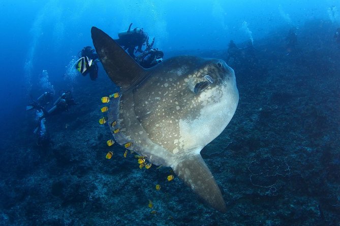 5 Fun Dives in Nusa Lembongan (for certified divers) - Swim with a Mola Mola - Transfers, timing, and how to fit this into island life