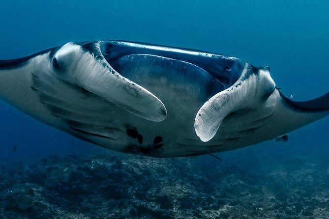 7 Fun Dives in Nusa Lembongan (for certified divers) - Premium Value Package - Crystal Bay and Manta Point: the wildlife-focused stops you’ll remember