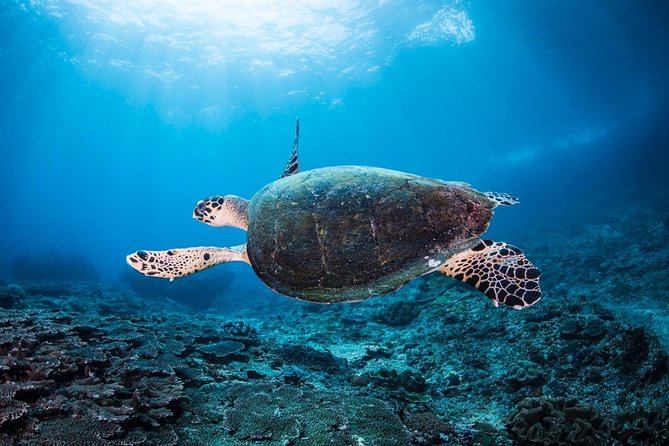 Advanced Open Water Course - Advanced Certification in Lembongan (next to Bali) - SSI Advanced Open Water: what certification actually means here