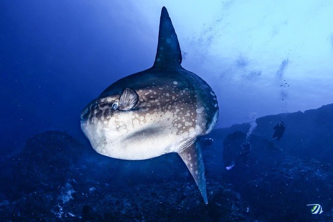 Advanced Open Water Course - Advanced Certification in Lembongan (next to Bali) - Your instructor matters: why the course feels safe in real life