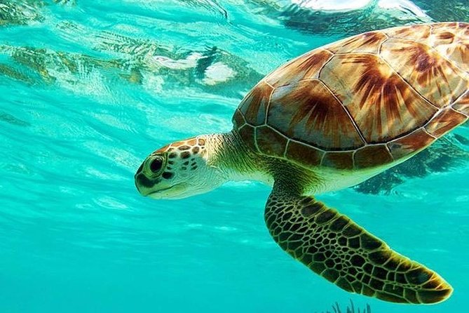 All Inclusive : Bali Blue Lagoon Snorkeling, Lunch, and Transport - Key things I’d pay attention to