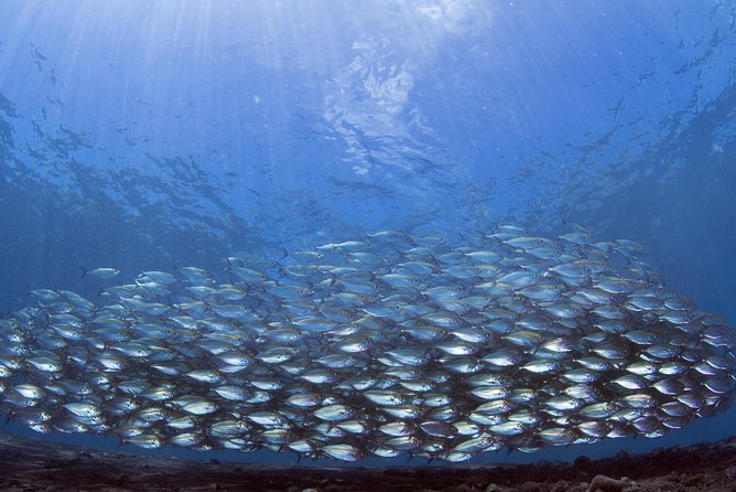 Bali Diving Day Trip-Manta Point/Tulamben Shipwreck-Fun Dive - Transfers and Practical Timing: Make This Day Work Smoothly