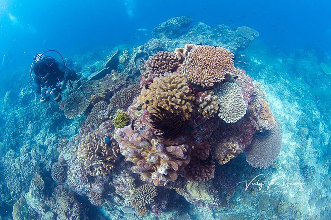 Bali Diving Day Trip-Manta Point/Tulamben Shipwreck-Fun Dive - Small Ratios Mean Less Waiting and Faster Confidence