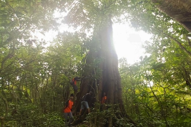 Bali Jungle Trekking and Lake Canoeing Tour - Lake Buyan trekking: big trees and the slow build to the water