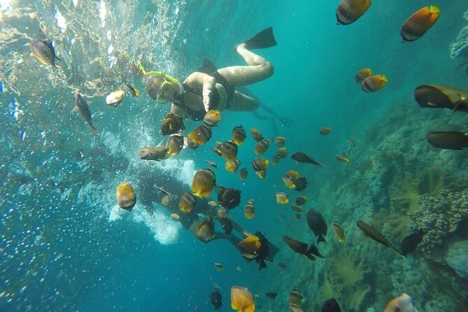 Bali Nusa Penida and Private Snorkeling (Manta Bay, Gamat, Wall) - What makes this $145 feel worth it (or not)