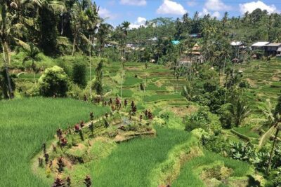 Balinese Life Style Tour - Tegalalang Rice Terrace and Tirta Empul’s Holy Water