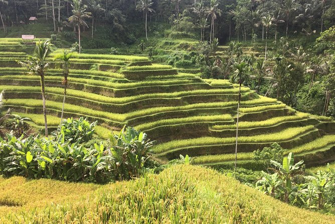 Balinese Life Style Tour - Why the Private Guide Experience Works So Well