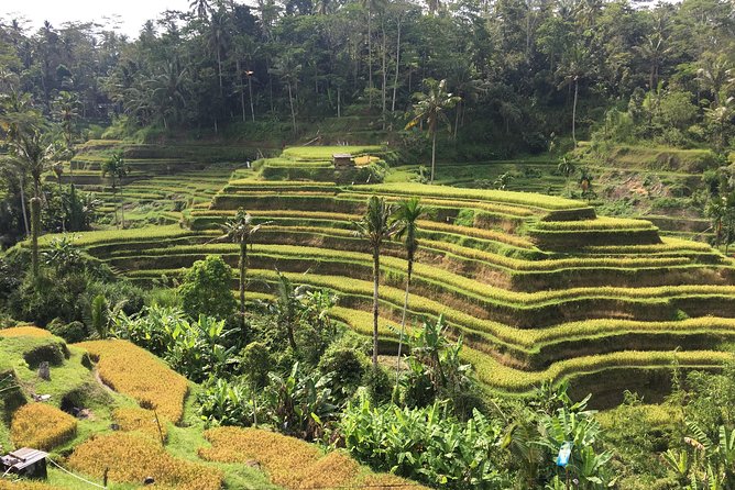 Balinese Life Style Tour - Who This Tour Fits Best (and Who Might Want Something Else)