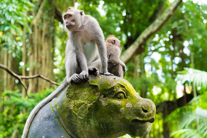 Best of Ubud Attractions: Private All-Inclusive Tour - Jungle swing upgrade: the photo moment you’ll actually remember