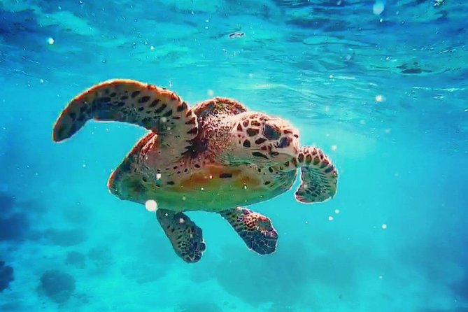 Blue Lagoon Bali Snorkeling Experience - Blue Lagoon and Tanjung Jepun: what you’re really snorkeling for