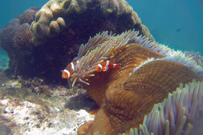 Blue Lagoon Bali Snorkeling Experience - Price and value: why $45.45 can be a smart spend