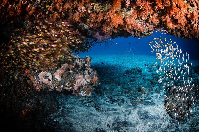 Day Trip certified divers - 3 Dives in Tulamben (pick-up & drop-off included) - Should you book it? My straight answer