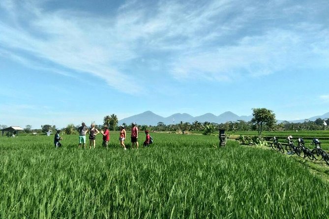 Electric Cycling Tour of Ubud with Free Hotel Transfer and Lunch - Lunch or Dinner: Eating Well After the Ride