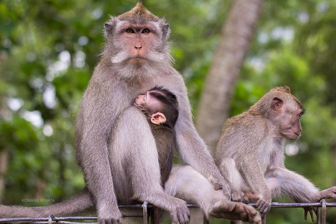 Gorilla Cave ATV Bali Ubud, Monkey Forest, Temple, and Lunch - Pickup and transfers: why door-to-door beats cobbling a day yourself