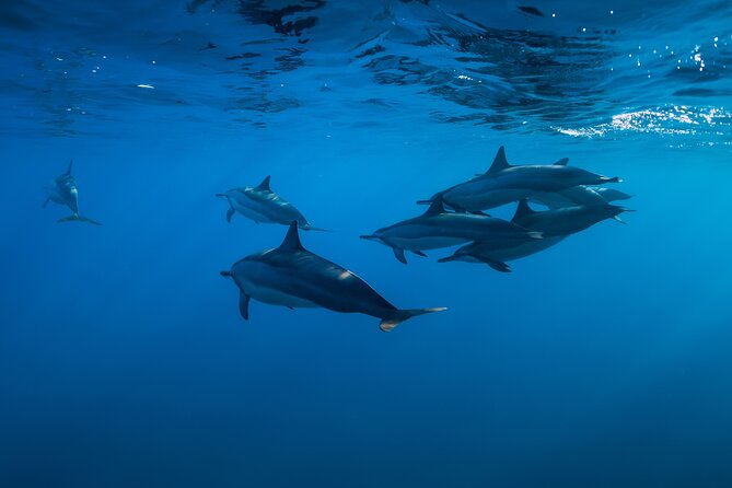 Lovina Dolphin Watching, Swimming, and Snorkeling Experience - Getting to Lovina: the early start and the long ride you should plan for