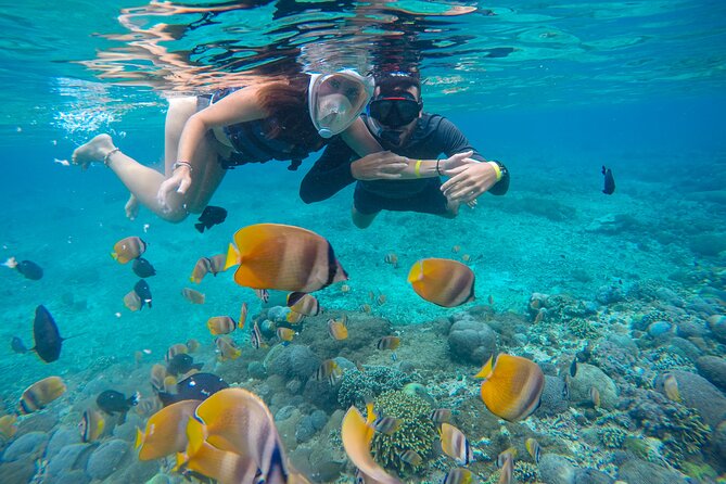 Lovina Dolphin Watching, Swimming, and Snorkeling Experience - Danau Beratan and optional cultural add-ons