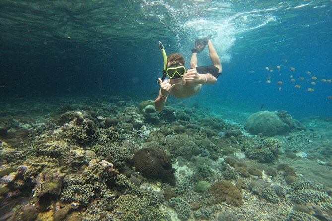 Lovina Dolphin Watching, Swimming, and Snorkeling Experience - Price and value: what $34.93 covers (and what it doesn’t)