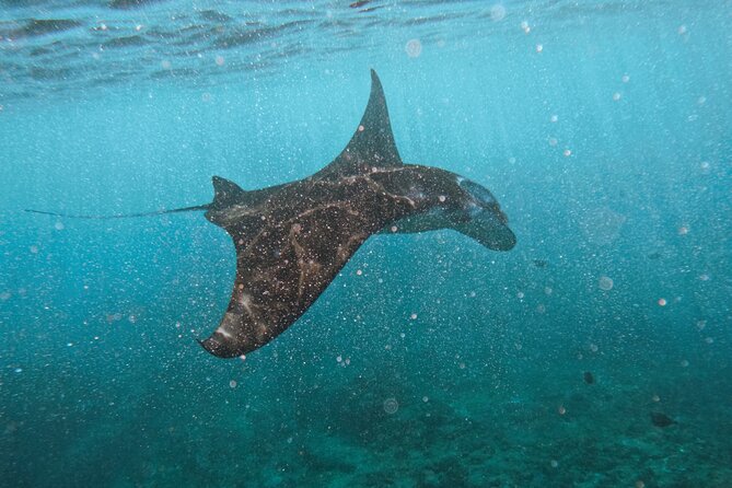 Nusa Penida day trip: boat, 4 snorkeling, Manta rays & Land tour - Key points I’d plan around