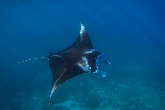 Nusa Penida day trip: boat, 4 snorkeling, Manta rays & Land tour - Kelingking cliff by car: iconic photos without hiking the cliff