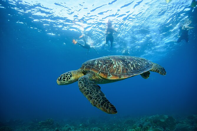 Nusa Penida day trip: boat, 4 snorkeling, Manta rays & Land tour - Wall Bay Point: a second reef session to make the morning worth it
