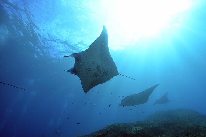 Nusa Penida Day Trip for 3 dives - Quick highlights for your Nusa Penida day trip