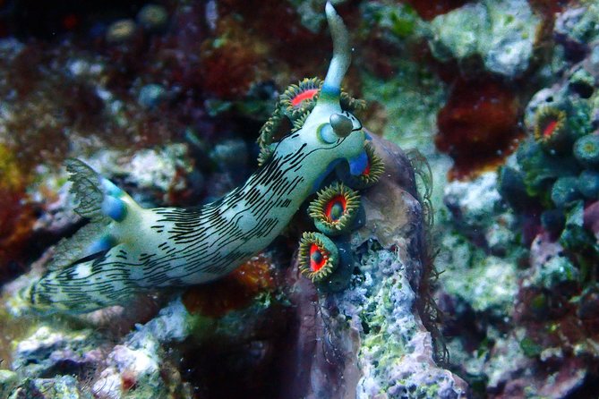 Nusa Penida Day Trip for 3 dives - Nitrox 32% and the gear situation: where value really shows up