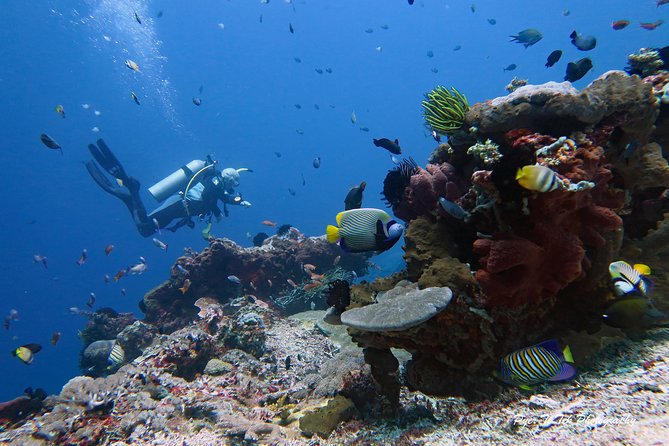 Nusa Penida Day Trip for 3 dives - Safety first: the small group rule and the experience bar