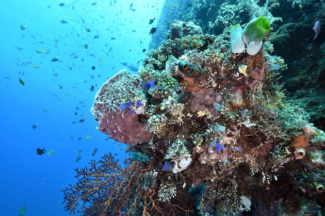 Nusa Penida Day Trip for 3 dives - Price and value check for a $190 three-tank day