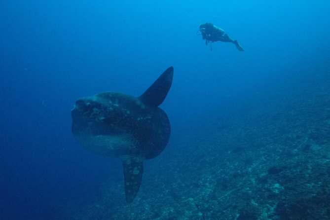 Nusa Penida Day Trip for 3 dives - Who should book this (and who should pause)