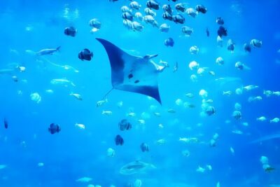 Nusa Penida Island Beach Tour With Snorkeling - Departure From Bali Island - Price and value: what $120 covers (and what it doesn’t)