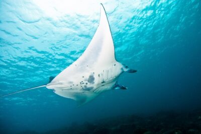 Nusa Penida Three Dives Trip for Certified Divers - Small groups (4 divers per guide) and matching levels: less stress, better control