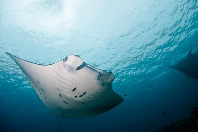 Nusa Penida Two Dives Trip for Certified Divers - Guides, group size, and why timing matters more than you think