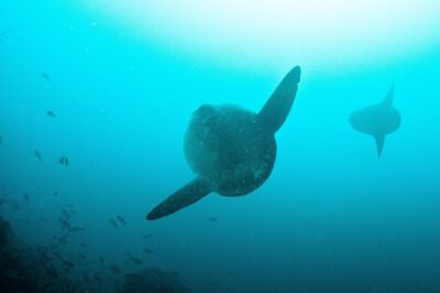 Nusa Penida Two Dives Trip for Certified Divers - How the day typically runs: two sessions, two different payoffs