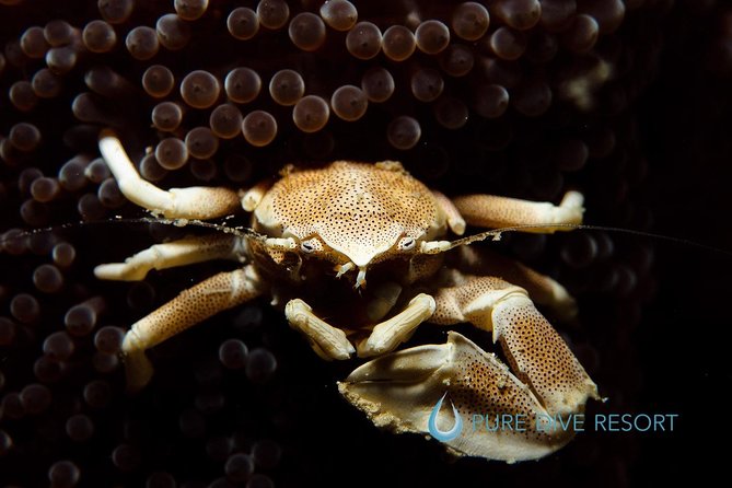 Nusa Penida Two Dives Trip for Certified Divers - Lunch on the beach, plus onboard drinks that actually help