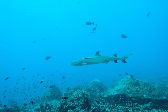 Nusa Penida Two Dives Trip for Certified Divers - Why this price can make sense (even when other trips look cheaper)