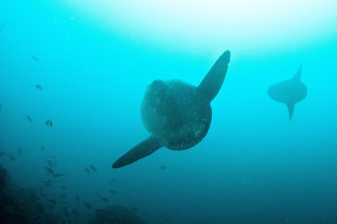 Nusa Penida Two Dives Trip for Certified Divers - How the day typically runs: two sessions, two different payoffs
