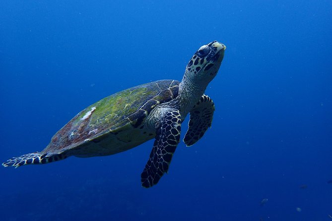 Open Water Course in Nusa Lembongan - Get Certified on remote island (next Bali) - Practical Planning Tips for Your Lembongan Certification Days
