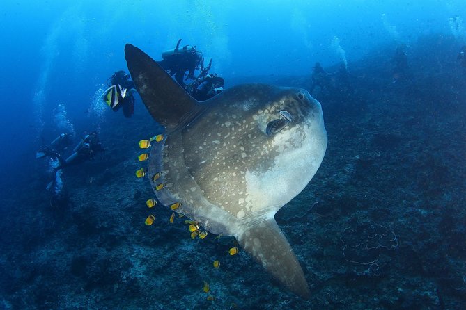 Open Water Course in Nusa Lembongan - Get Certified on remote island (next Bali) - How the 3-Day Course Flows (Theory to Open Water)