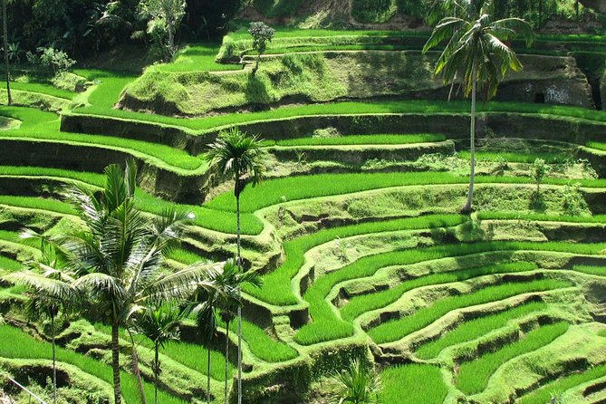 Private Tour: Bali in a Day - Private Bali, one day: how the tour stays personal