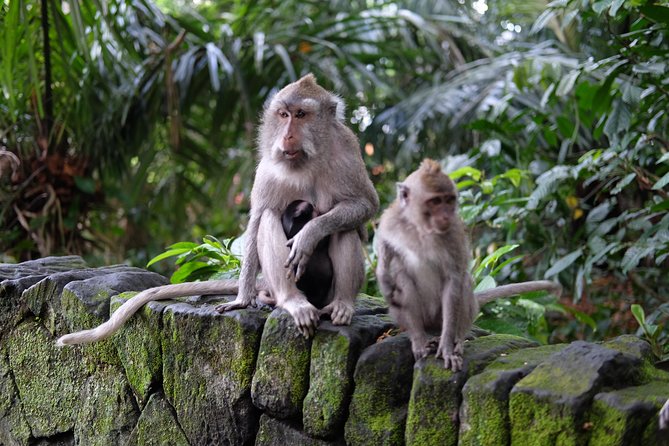 Private Tour: Bali in a Day - Penglipuran Village: tradition, rituals, and a quick cultural reset