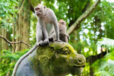 Private Tour: Ubud Highlights - Price and what you really get for $56.42