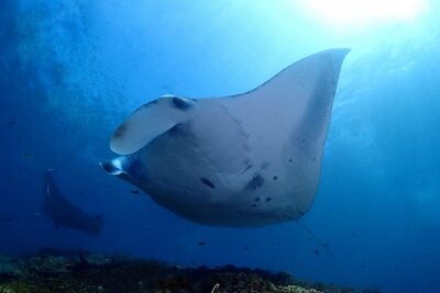 Scuba Diving in Nusa Penida - Manta Point - The speed boat ride: prepare for motion and cold