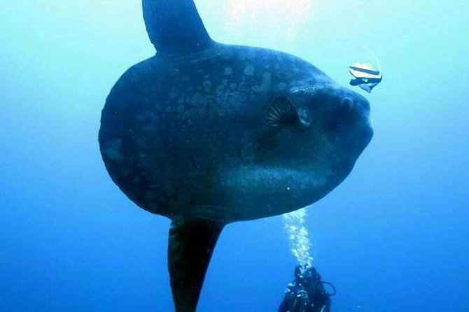 Scuba Diving in Nusa Penida - Manta Point - The underwater plan: surface intervals and how long you’ll be down