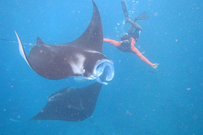 Snorkeling Day Trip To Lembongan and Penida - Key points before you go