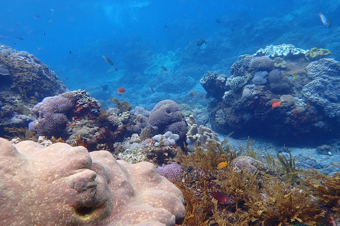 Snorkeling Day Trip To Lembongan and Penida - Safety and sea conditions: how to stack the odds in your favor