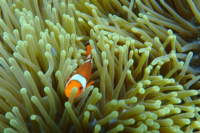 Snorkeling Day Trip To Lembongan and Penida - Price and value: what $35.27 gets you, and what can add up